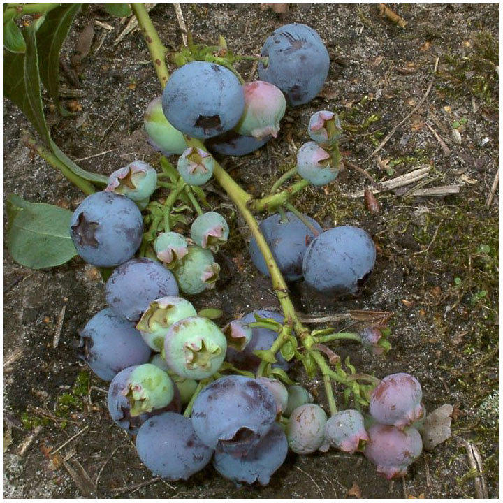 Gartenheidelbeere „Darrow“