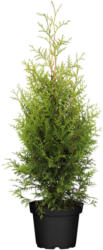 Lebensbaum „Brabant“ 60-60 cm, Ballenware Ballenware