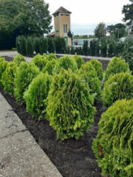 Gelbe Zwergthuje - Thuja or. Aurea Nana