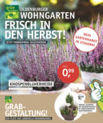 Oldenburger Wohngarten GmbH & Co. KG Frisch in den Herbst! - bis 06.10.2020