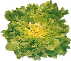 Endivien-Salat