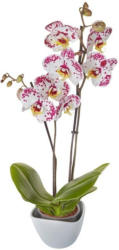 Phalaenopsis Schmetterlingsorchideen - 2 Töpfe