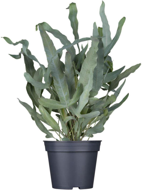Blaufarn, 12 cm Topf