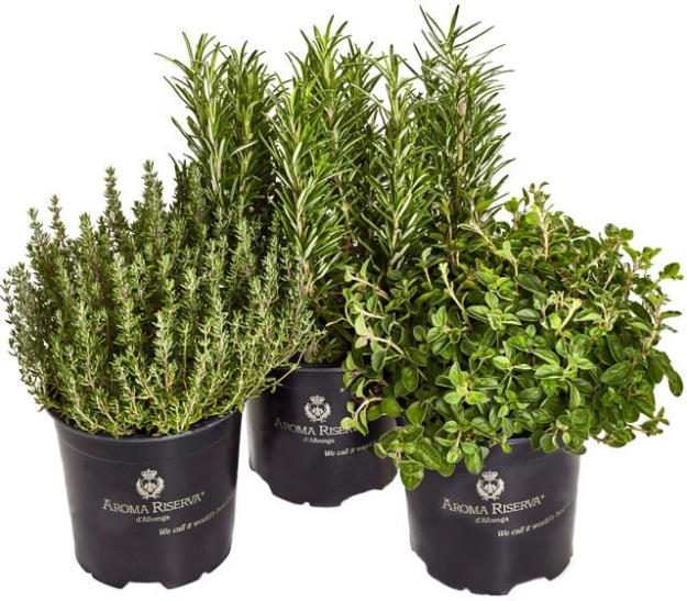 Freilandkräuter Rosmarin, Oregano oder Thymian für nur 1,95 € ᐉ Online