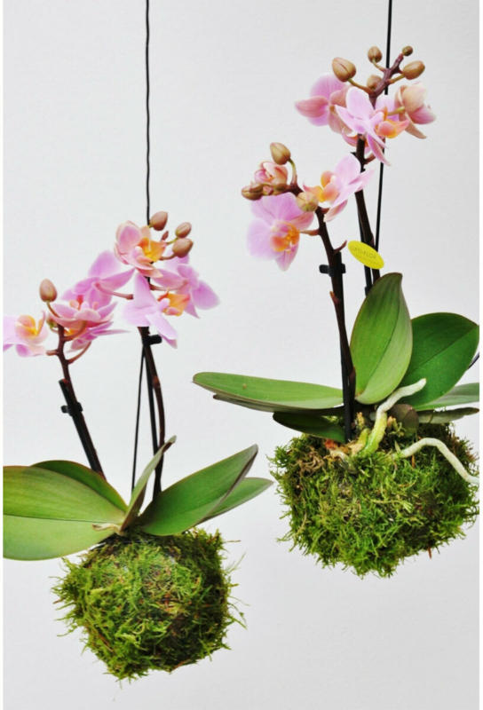 Moosball „Rosa Orchidee“