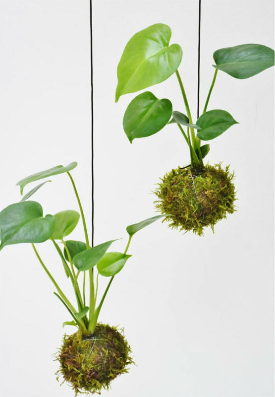 Moosball „Monstera“