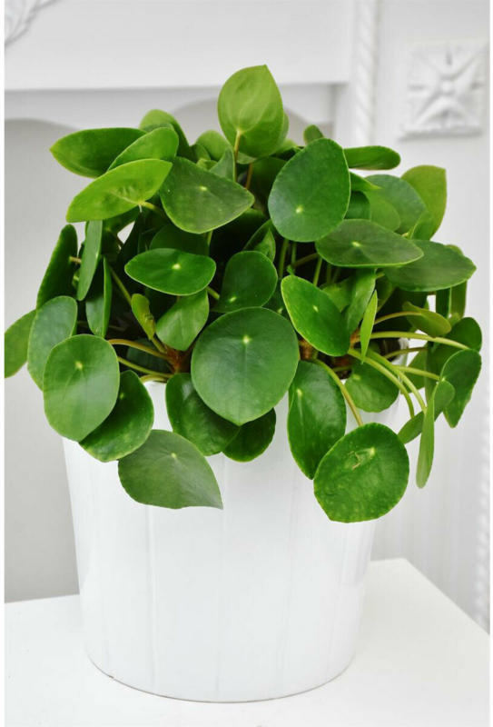 Glückstaler „Chinesischer Geldbaum“ 25-30 cm, 17 cm Topf