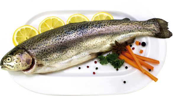 Forelle (Salmo trutta), frisch