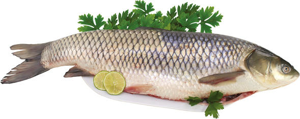 Amurkarpfen, frisch (Cyprinus carpio)