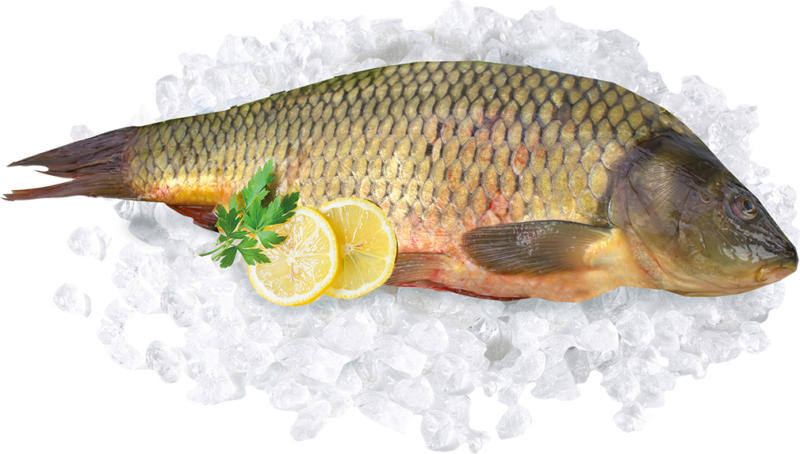 Schuppenkarpfen, frisch (Cyprinus carpio)