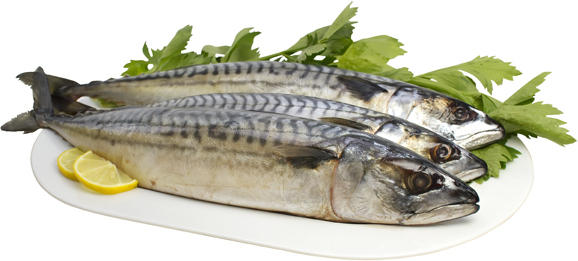 Grillmakrelen (Scomber scombrus)