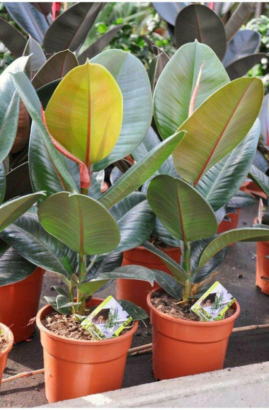 Gummibaum „Robusta“ 50 cm, 17 cm Topf