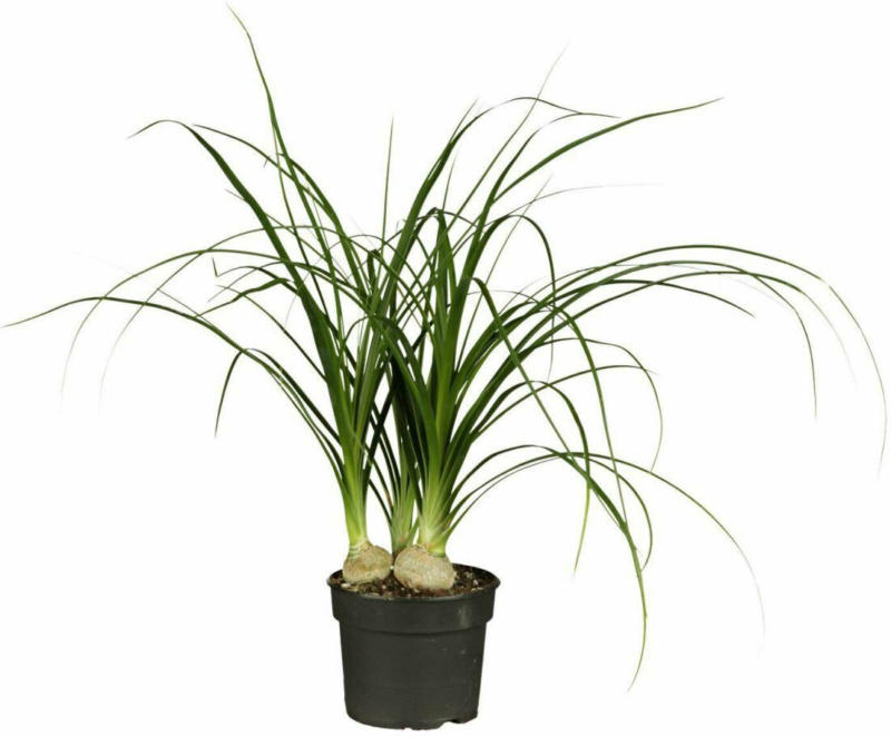Flaschenbaum, 12 cm Topf