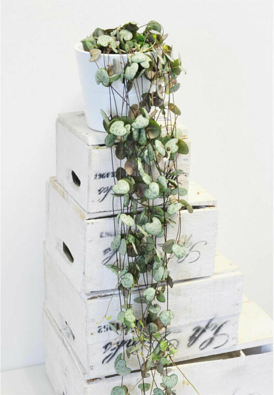 Leuchterblume „Ceropegia woodii“