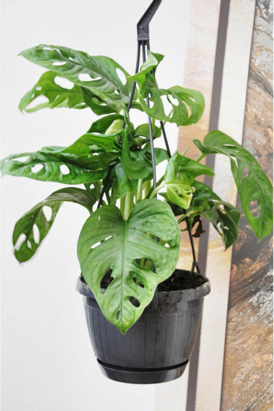 Philodendron „Monkey Mask“, Ampel