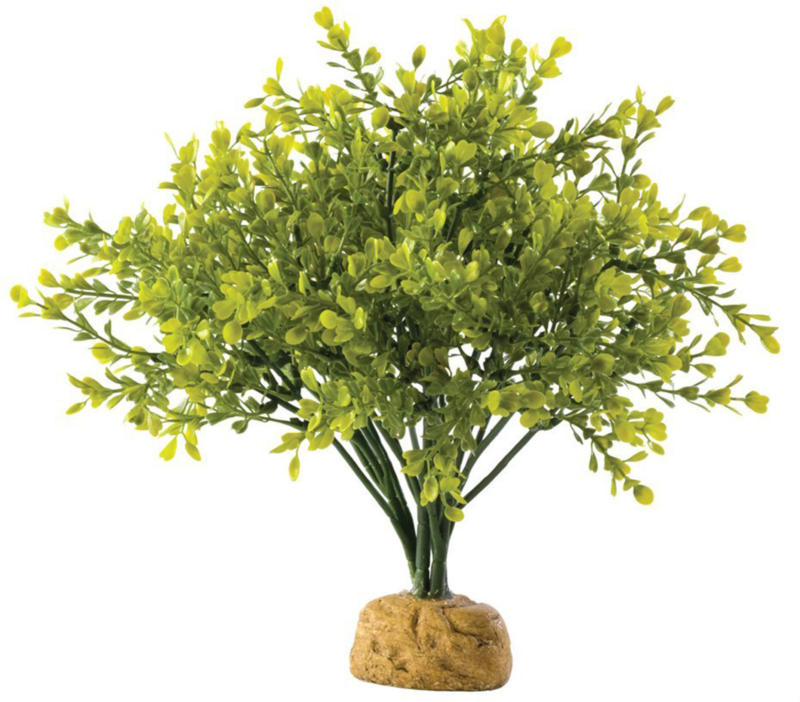 Exo Terra Boxwood Bush