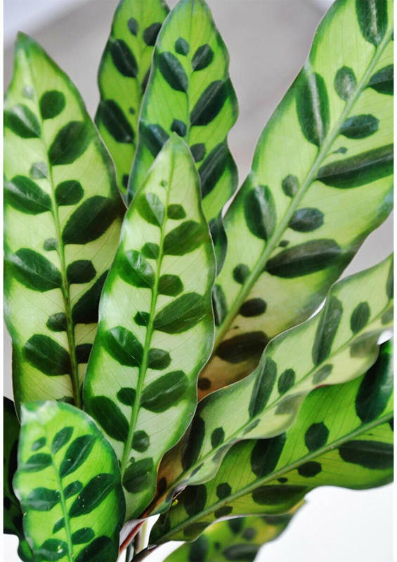 Korbmarante „Lancifolia“