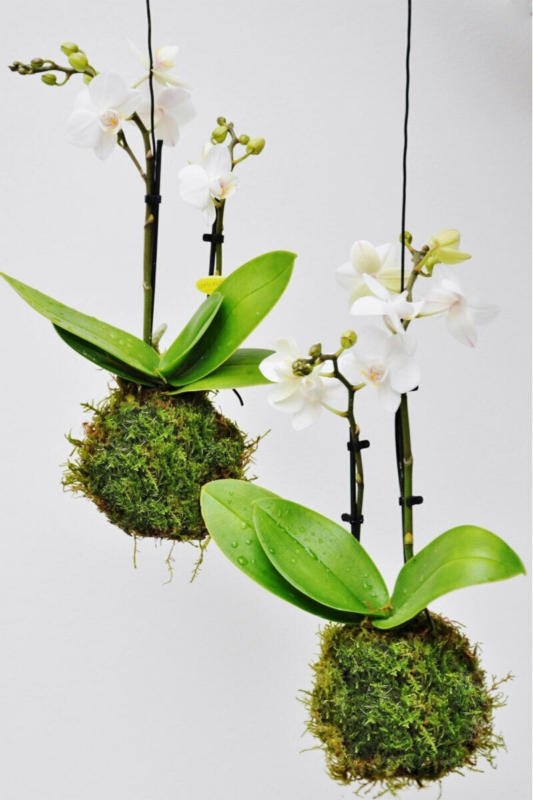 Moosball „weiße Orchidee“