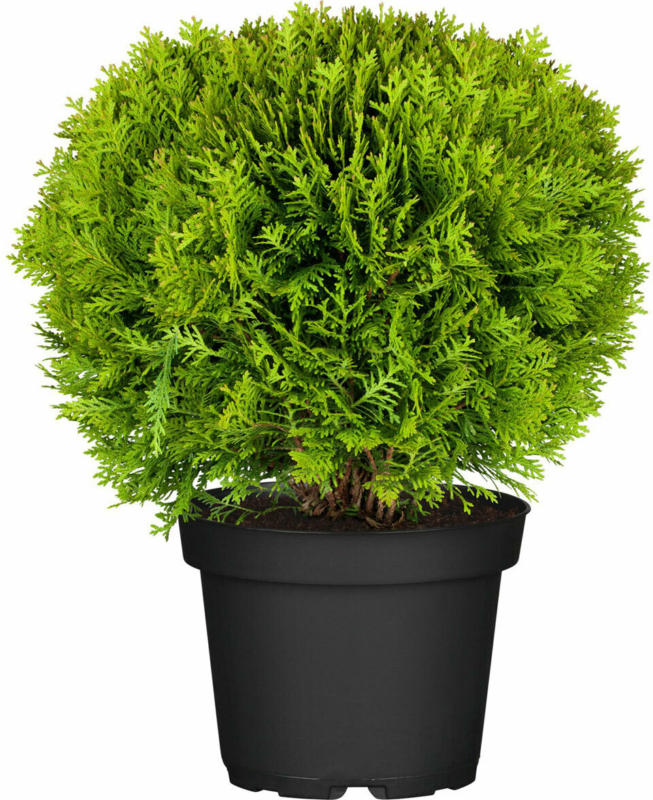 Lebensbaum „Danica“ 15-20 cm, 17 cm Topf