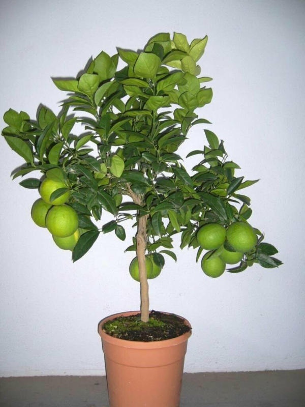 Orangenbaum „Italienische Orange“