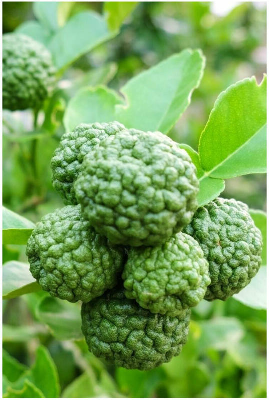 Limettenbaum „Kaffir Limette“