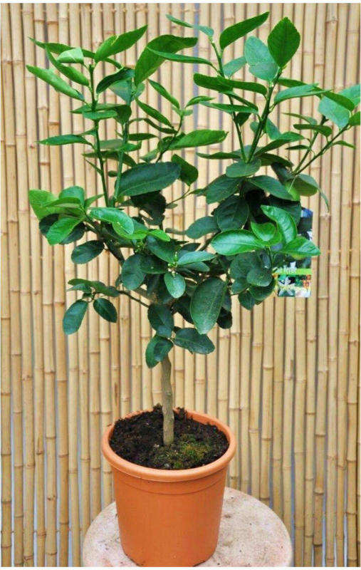 Echte Limette (Caipi-Limette)