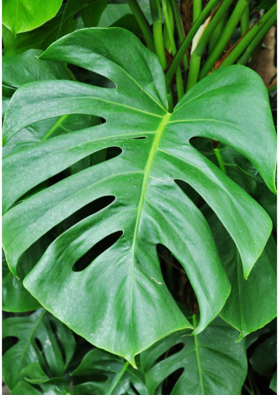Fensterblatt (Monstera), 17 cm Topf