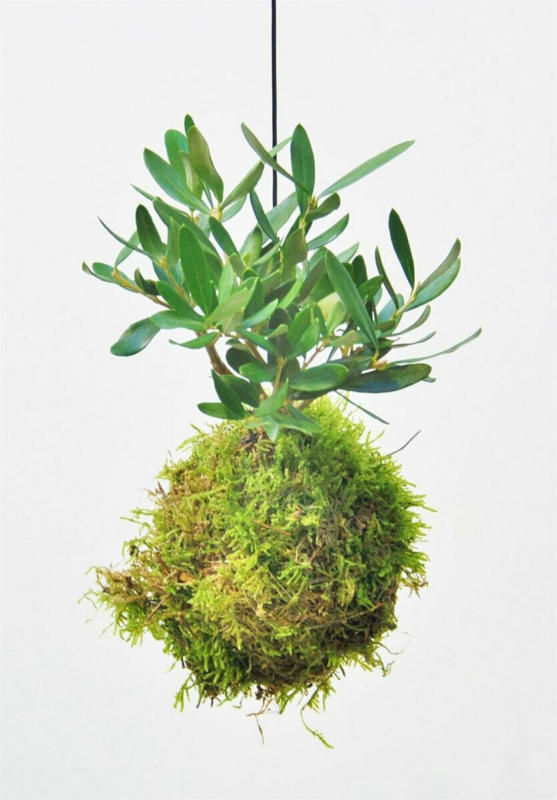 Moosball „Olivenbaum“