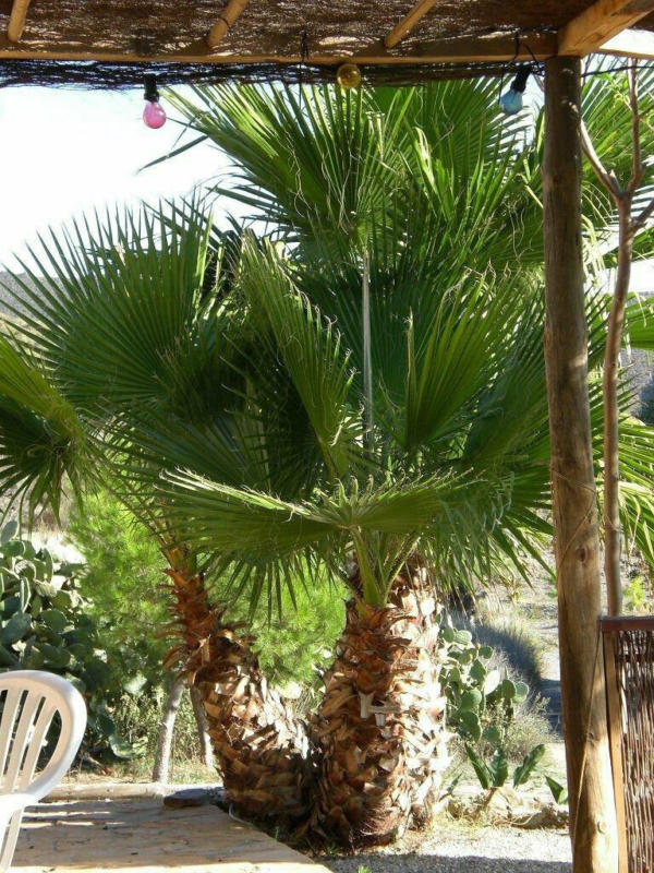 Petticoat-Palme „Mexikanische Washingtonpalme“ 80-90 cm