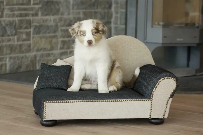 Hundesofa Leroy in Anthrazit/Sandfarben