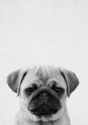 Postkarte Junique in Grau/Schwarz