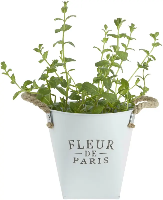 Übertopf Fleur De Paris in Weiß