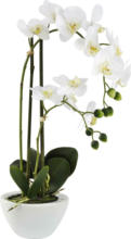 mömax Wels - Ihr Trendmöbelhaus in Wels Kunstpflanze Orchidee in Weiß