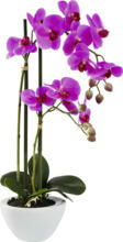 mömax Wels - Ihr Trendmöbelhaus in Wels Kunstpflanze Orchidee