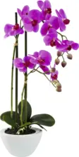 mömax Dornbirn - Ihr Trendmöbelhaus in Dornbirn Kunstpflanze Orchidee