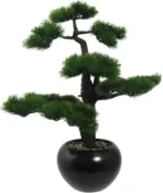 mömax Bonsai Kiefer in Dunkelgrün