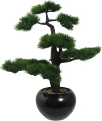 Bonsai Kiefer in Dunkelgrün