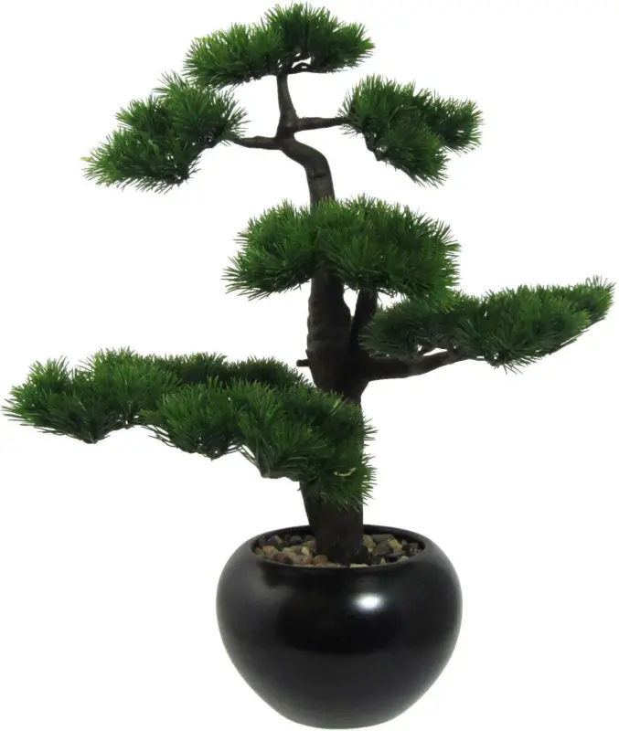 Bonsai Kiefer in Dunkelgrün