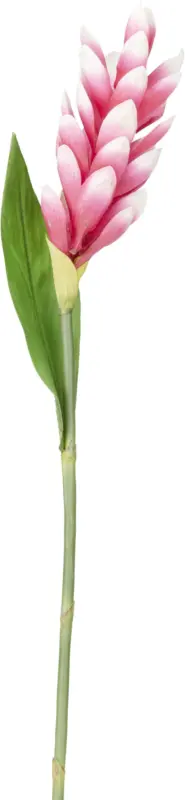 Tulpe Siam in Pink ca. 60cm