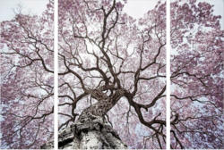 Keilrahmenbild Marius Baum im Frühling