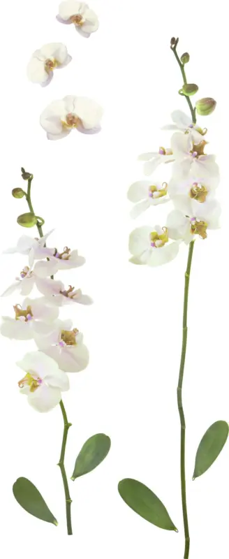 Dekosticker Orchidee in Weiß