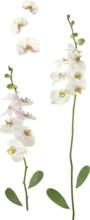 mömax Spittal a. d. Drau Dekosticker Orchidee in Weiß