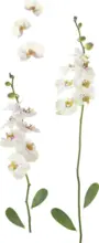 mömax Dornbirn - Ihr Trendmöbelhaus in Dornbirn Dekosticker Orchidee in Weiß