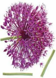 Dekosticker Onion Flower in Violett