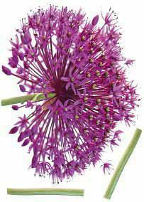 Dekosticker Onion Flower in  Violett