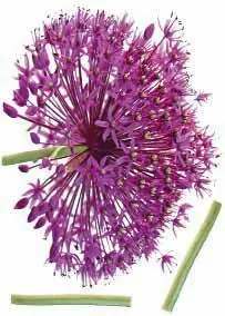 Dekosticker Onion Flower in Violett