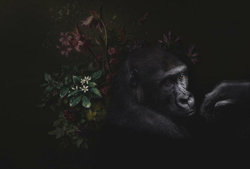 Fototapete Gorilla Trend Schwarz